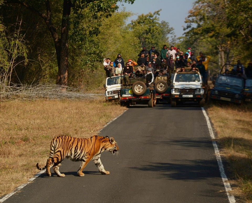 Kolsa Gate Tadoba
