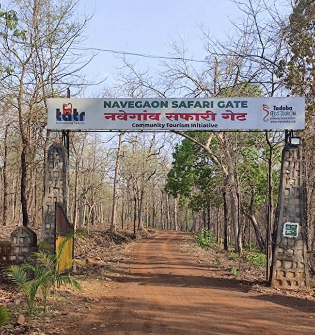 Navegaon Gate Tadoba