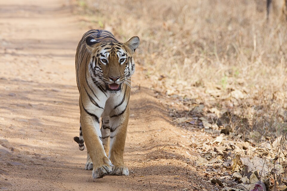 Tiger walking Tadoba