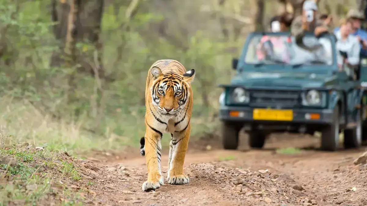 Premium tiger sighting